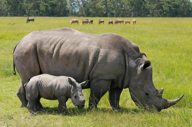 Nairobi National Park Day Trip 